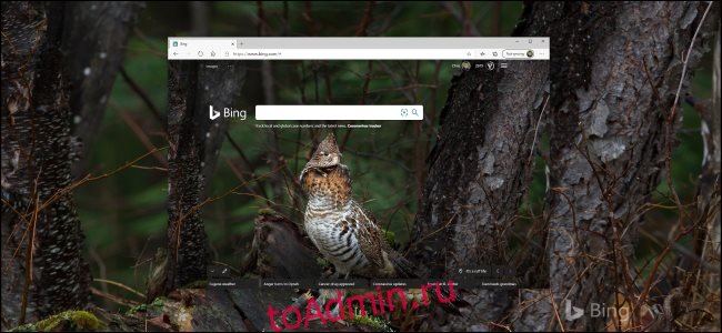 Фотография птицы в Bing в качестве фона рабочего стола Windows 10.